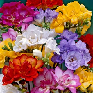 Freesia DOUBLE Mixed-15бр