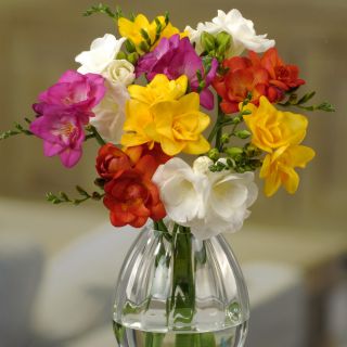 Freesia DOUBLE Mixed-15бр