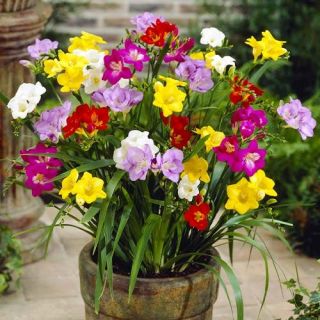 Freesia DOUBLE Mixed-15бр