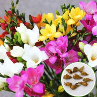 Freesia DOUBLE Mixed-15бр