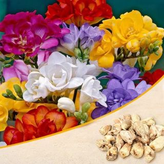Freesia DOUBLE Mixed-15бр