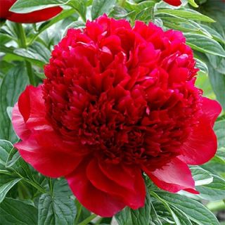 Божур/Paeonia RED 