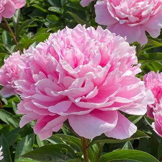 Божур/Paeonia PINK 