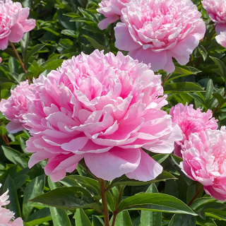 Божур/Paeonia PINK 