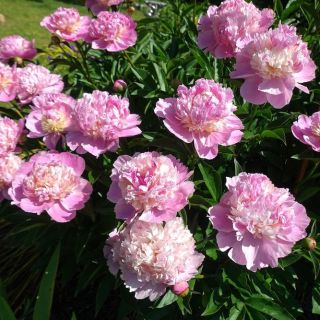 Божур/Paeonia PINK 