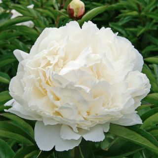Божур/Paeonia WHITE 
