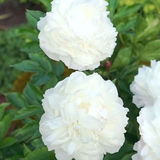 Божур/Paeonia WHITE 