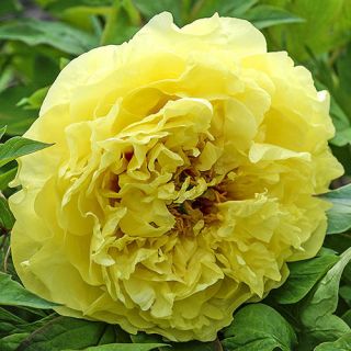 Божур/Paeonia YELLOW 