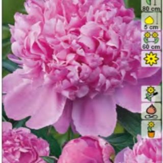 Божур/Paeonia PINK 