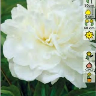 Божур/Paeonia WHITE 