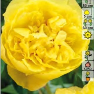 Божур/Paeonia YELLOW 