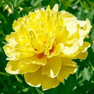 Божур/Paeonia YELLOW 