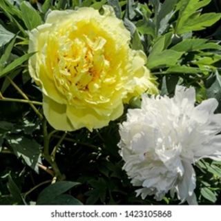 Божур/Paeonia WHITE 