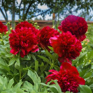 Божур/Paeonia RED 