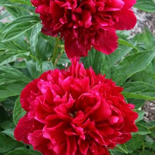 Божур/Paeonia RED 