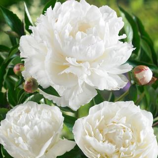 Божур/Paeonia WHITE 