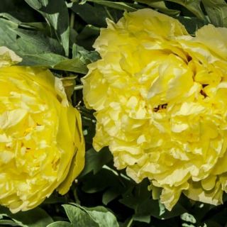 Божур/Paeonia YELLOW 