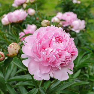 Божур/Paeonia PINK 