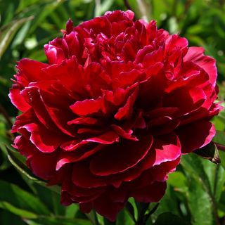 Божур/Paeonia RED 