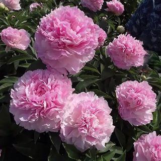 Божур/Paeonia PINK 