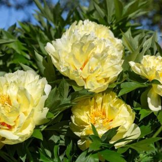 Божур/Paeonia YELLOW 