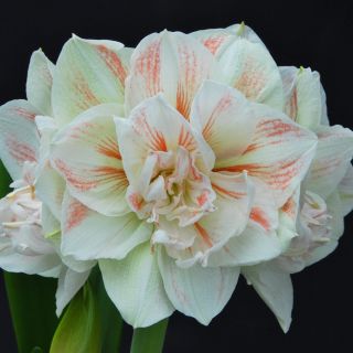 Amaryllis DOUBLE NYMPH