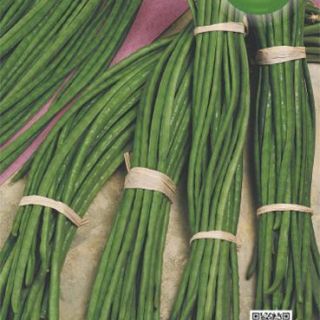 Градински зелен фасул UN METRO