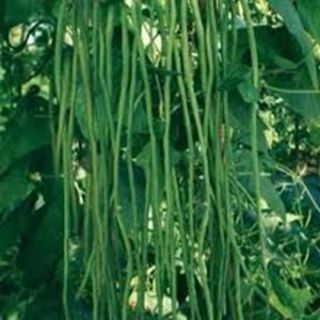 Градински зелен фасул UN METRO