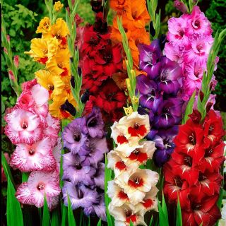Гладиоли GARDEN MIX- 50бр.
