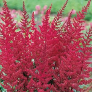 Astilbe (Spirea) RED-1бр.