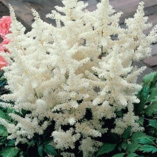Astilbe MIX - 5бр.