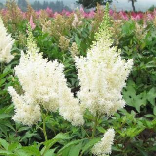 Astilbe (Spirea) WHITE-1бр.