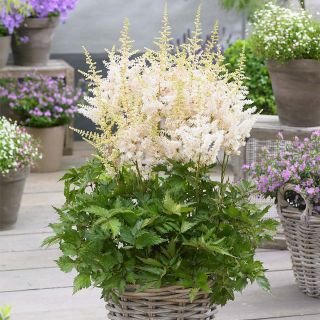 Astilbe (Spirea) WHITE-1бр.