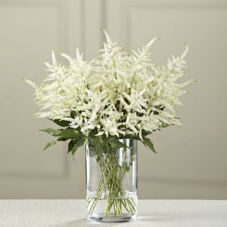 Astilbe (Spirea) WHITE-1бр.