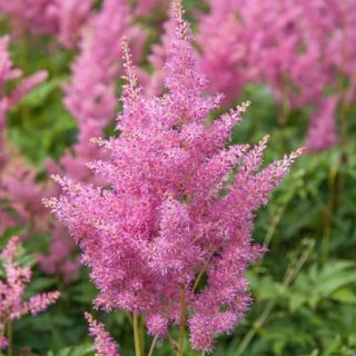 Astilbe (Spirea) PINK-1бр.