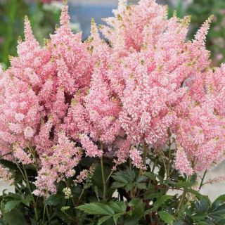 Astilbe MIX - 5бр.