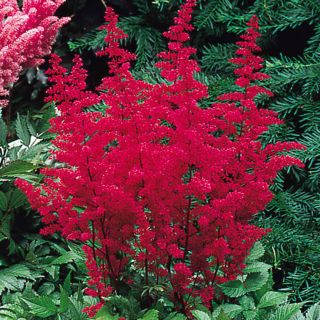 Astilbe (Spirea) RED-1бр.