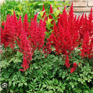 Astilbe (Spirea) RED-1бр.