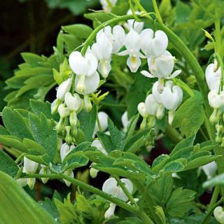 Dicentra SPECTABILIS WHITE-1бр.