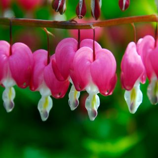Dicentra SPECTABILIS PINK-1бр