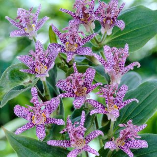 ГРАДИНСКА ОРХИДЕЯ Tricyrtis Hirta- 3бр.