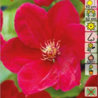 Клематис/Clematis Rouge Cardinal