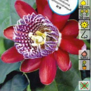 Passiflora Alata Red 