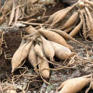 DAHLIA FRINGED Ice Crystal