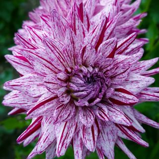 DAHLIA CACTUS Blackberry Ripple