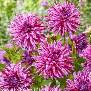 DAHLIA CACTUS Blackberry Ripple