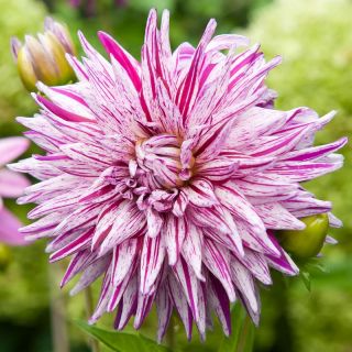 DAHLIA CACTUS Blackberry Ripple
