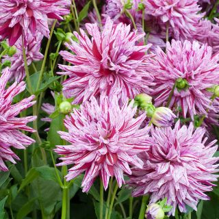 DAHLIA CACTUS Blackberry Ripple