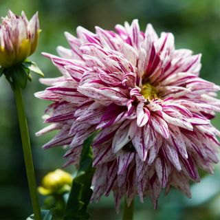 DAHLIA CACTUS Blackberry Ripple