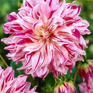 DAHLIA Едроцветна Bristol Stripe